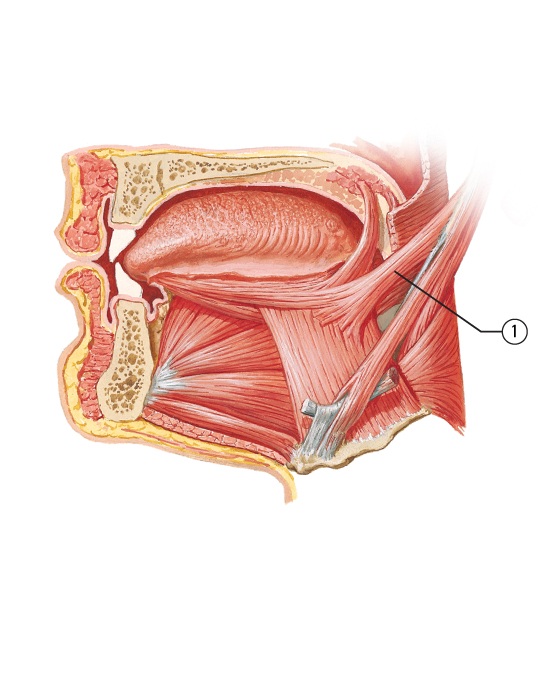 Pectoral Girdle (Photo) - Gross Anatomy Flashcards